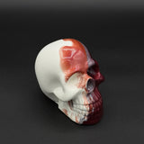 Half Head Skull